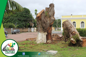 Foto - MANGUEIRA CENTENÁRIA MORRE E É SUBSTITUÍDA POR NOVA MUDA