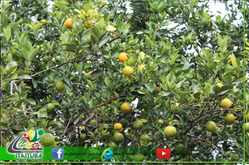 Foto - PLANTAÇÃO CITROS