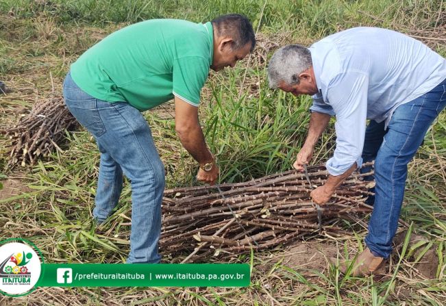 A Prefeitura de Itaituba, por meio da SEMAGRA – Secretaria Municipal de Agricultura em parceria com a SEDAP, realizaram visitação nesta Quinta-Feira ao Sítio Pingos de Ouro, dessa vez para comemorar o sucesso do cultivo da Mandioca.