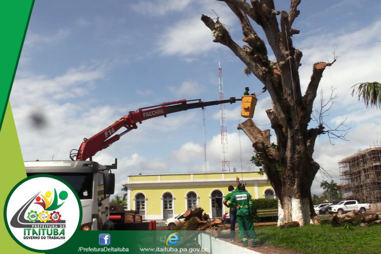 MANGUEIRA CENTENÁRIA MORRE E É SUBSTITUÍDA POR NOVA MUDA